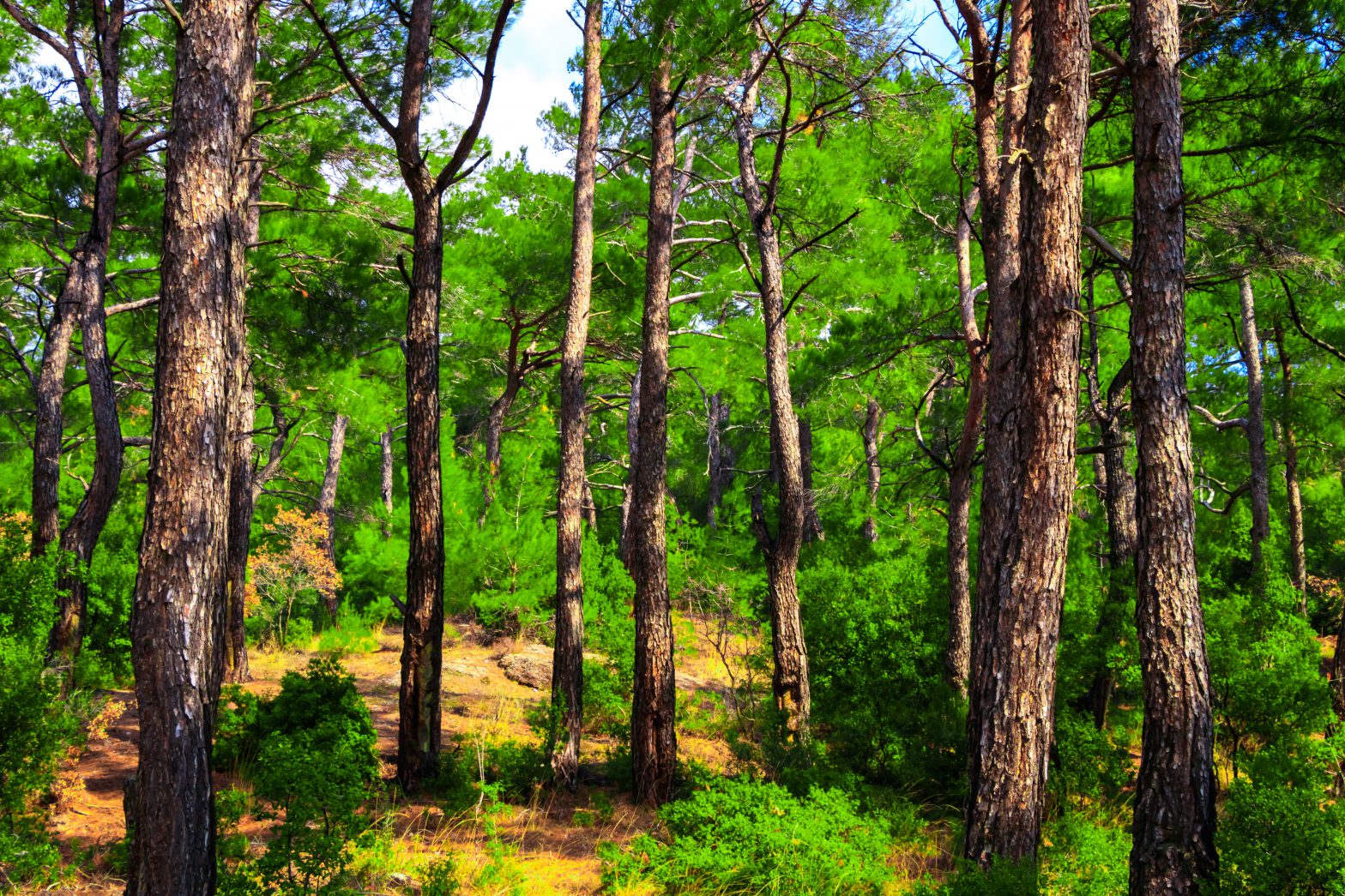 Forest